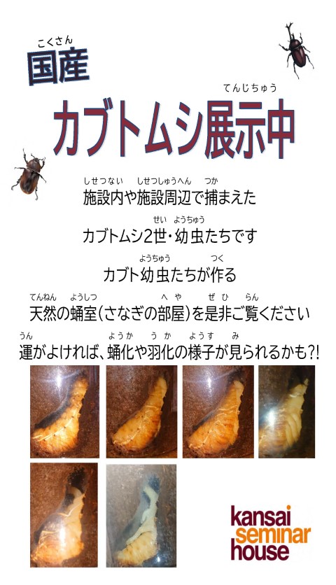 カブトムシ　たて小 (小).jpg