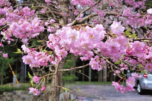 駐車場の枝垂れ桜.JPG