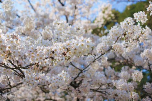 3月末頃！！満開のソメイヨシノ.JPG